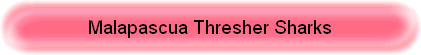 Malapascua Thresher Sharks